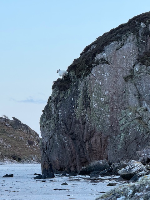 Flocks and Rocks Workshop